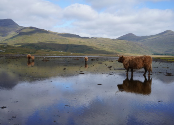 Highland cow on the coast of island of mull
